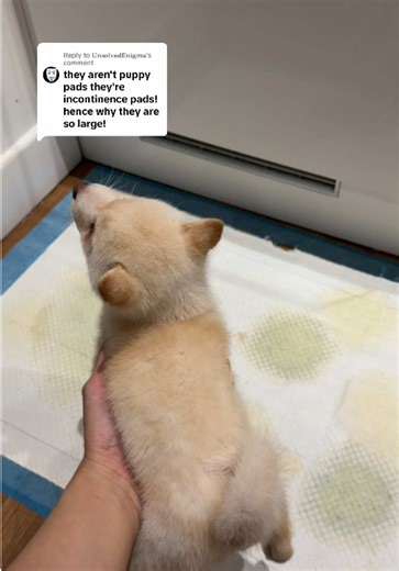 Effective Dog Training with Wee Pads for Puppies