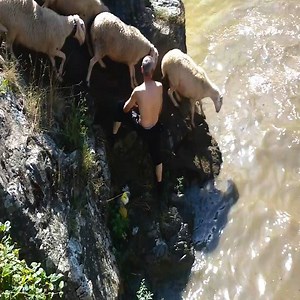 159K views · 162 reactions | Flock of sheep jump over the river easily | Nature Wild Animals | Facebook