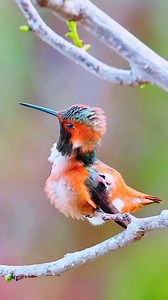 The Rufous Hummingbird (Selasphorus rufus) is a diminutive bird native to North America, distinguished by its striking reddish-orange plumage. It breeds across the Pacific Northwest and western United States, undertaking one of the longest migratory journeys among North American hummingbirds, wintering in Mexico and occasionally venturing as far south as Central America. These birds inhabit a diverse range of environments, including woodlands, meadows, and mountainous forests during the breeding