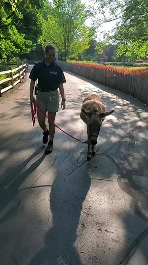 Miniature Donkey's Hot Girl Walk at Detroit Zoo