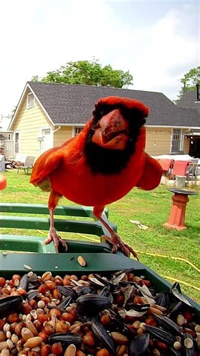 Rare Cardinal "Threat Display" at the Feeder: What Does it Mean? 🚩🐦