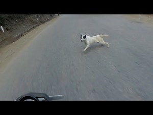 Bike Dog Accident in Himalayas - Why to always wear a Helmet
