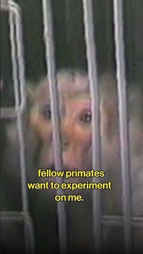 It’s not up to us to decide how other primates are allowed to live.