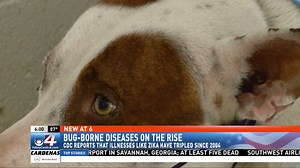 CDC reports bug-borne illnesses on the rise