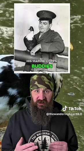 During the brutal battle of Tarawa in 1943, U.S. Marines landed on a tiny Pacific island under devastating fire. Amoung them was an unexpected figure - a domesticated duck named Sgt. Siwash. Brought ashore with the marines, Siwash became a symbol of morale and resilience amid one of WWII's bloodiest battles. #truestory #duck #ww2 #marines #hero