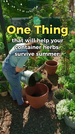 Help Your Potted Herbs Survive Summer #containergardening #herbgarden #desertgardening