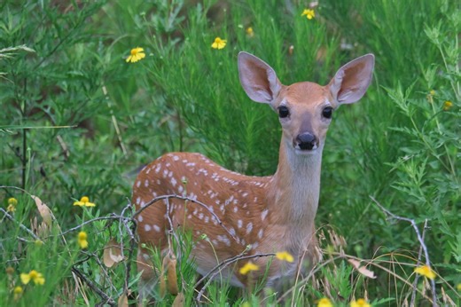 ‘It is an abusive system of animal control’: Community members concerned over possible return of deer trapping program