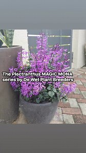 COLOUR FOR SEMI SHADE GARDENS- PLECTRANTHUS is the answer! Plectranthus MAGIC MONA, MAGIC MONA PINK and MAGIC MONA PEARL, This new generation was bred by De Wet Plant Breeders. Floriferous in bright colours. They flower throughout summer and butterflies love them. They can also withstand some measure of dry conditions when established. | The ALOE FARM