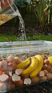 2 Homemade Fertilizers for Plants to Bear Fruit | Garden Designs & Tips