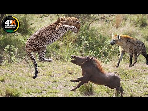 Leopards Vs Hyenas: The Fight For Survival In The Okavango Delta | Wild Animal Documentary