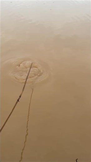 Put the bait on the frog hook #fish #fishing #snakehead fish