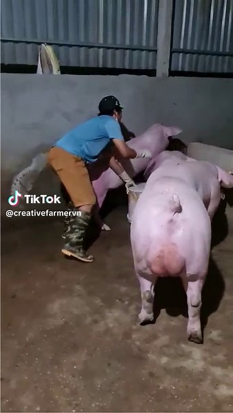 Amazing pig mating 2024 #pets #pigmating #funnyanimals #funnyvideo