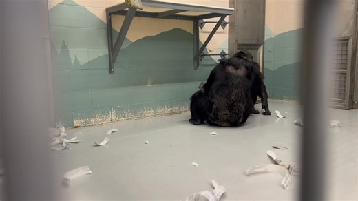 5.2K views · 422 reactions | George's introduction to Cy's group continues on as he works to build a relationship with each member individually before moving on to the next step of the process. So far, George seems most playful and comfortable with the other males he has spent time with. Here are a few moments from his 4th intro with Terry last week. | Chimpanzee Sanctuary Northwest | Facebook