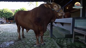 Full Cek Fisik Seno - Sapi Jumbo Setia Farm | SETIA FARM