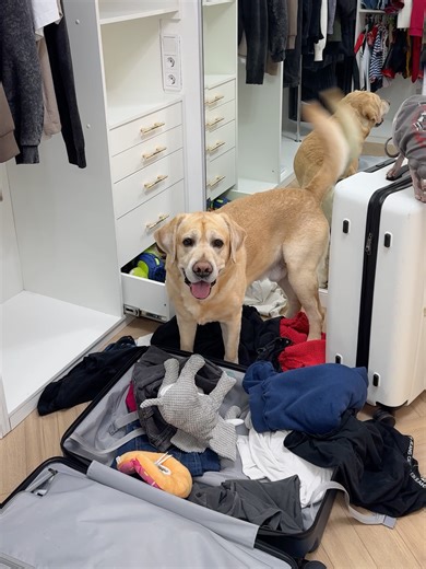 Самое Главное о Лабрадорах