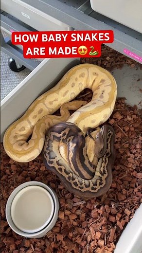How Baby Ball Pythons are Made😍🐍