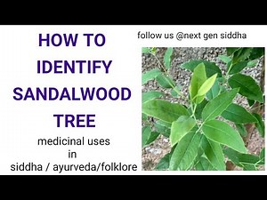 SANDALWOOD TREE[How to identify] Cultivation procedures| medicinal uses of SANTALUM ALBUM