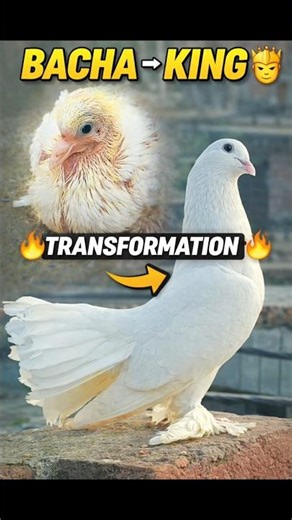 Bacha ➜ King 👑 | Lakha Fancy Kabutar Transformation 🔥#pigeon #status #shorts