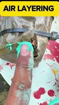 Rubber plant air layering