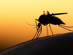 Cedar Park Launches 'Fight The Bite' To Deter Mosquitoes