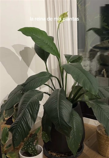 Videos de Calu (@calubyrox) con “original sound - Calu”