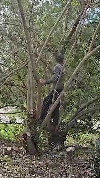 This Brazilian Pepper Took Over the Yard! #lawncare #lawn