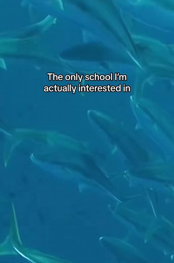 Fish Schooling Behaviour Explained