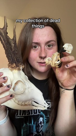 Exploring My Unique Taxidermy Collection