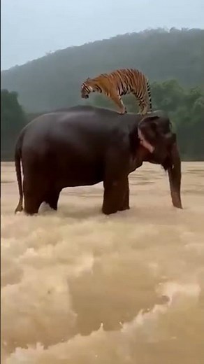 #ಹುಲಿ #ಆನೆ #tiger #elephant #love #punitrajkumar #instagram #youtubeshorts #coversong #song