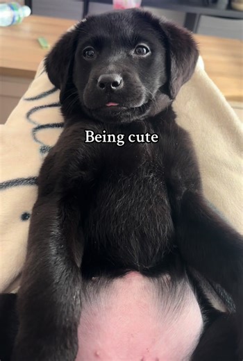 Cutest baby #labrador #puppy #fyp #dogsoftiktok #cutepuppy