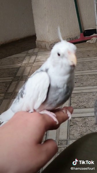 Calopsitte : Un oiseau incroyable du Maroc