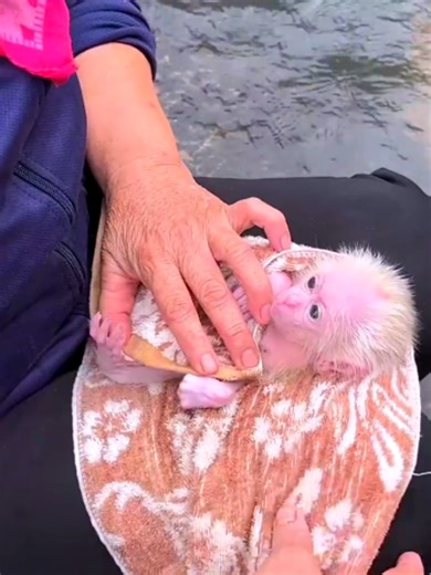Baby Monkey's Heartwarming Journey with Grandmother