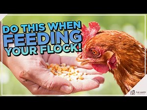 Feeding Frenzy: Essential Guide on How to Feed Your Chickens Properly!