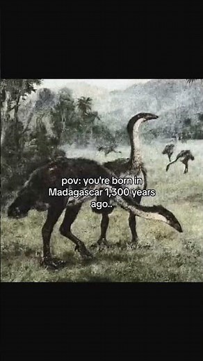 The elephant bird (Aepyornis) was an extinct, giant flightless bird from Madagascar. They could grow