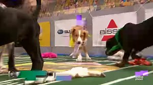 Enjoy these Team Fluff all-stars and their adorable moments, playful antics, and unforgettable highlights from past Puppy Bowls! #PuppyBowl is back Sunday, Feb 9 at 2p ET | 11a PT on Animal Planet! | Animal Planet