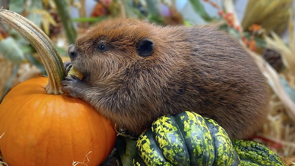 Nibi the beaver gets life-changing news during TODAY interview