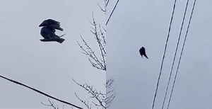 "Glitch in the matrix": Bird "floating" mid-air prompts several questions (VIDEOS) | National