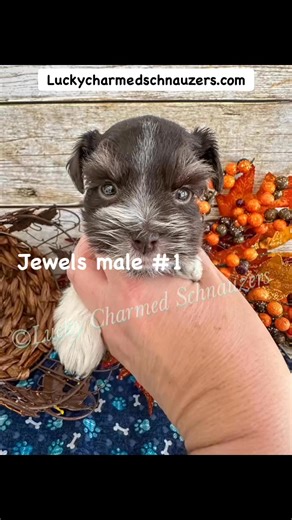 11/08/25 I took new pictures of our babies today. These are the 4 we have that still don’t have their people. We live in Utah. Please visit my website before asking questions. We love comments though! Luckycharmedschnauzers.com #luckycharmedschnauzers | Lucky Charmed Schnauzer's