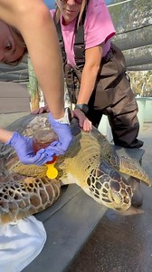 269K views · 10K reactions | “JP Saul,” the Green Sea Turtle...
