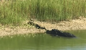Alligator Thrashes Cottonmouth Snake On South Florida Shore | Whiskey Riff