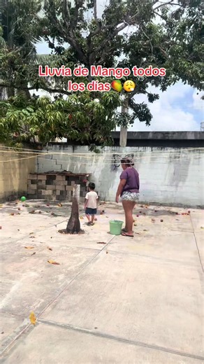 Lluvia de mango todos los días: cómo manejar frutas en casa