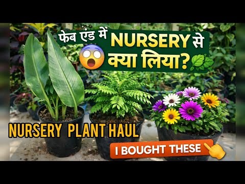Plant Shopping Haul 🌿 Rare Plants /Birds of Paradise +Paan + Curry Patta February end plant shopping