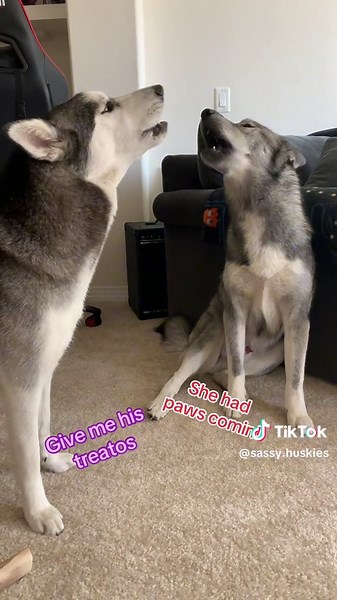 Husky Arguments: Paws, Yelling and Playful Drama