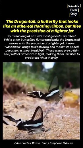 The World’s Most Aerodynamic Butterfly that looks like a floating ribbon 🦋#nature #science #insects