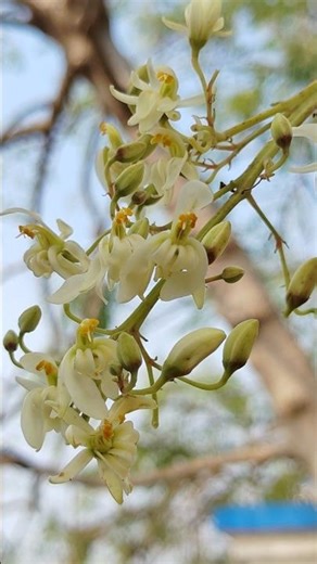 Munga Ke Phool | Moringa Oleifera | Bablu blogs #moringa #flowers #shorts #viral #trending