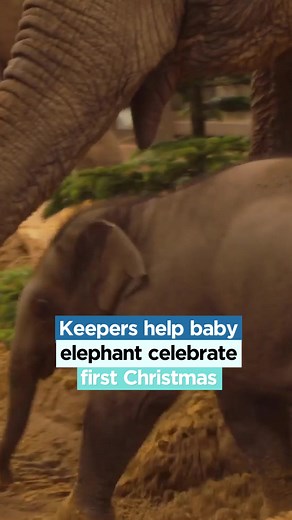 1K views · 21 reactions | Keepers at @ZSLWhipsnadeZoo have created a winter wonderland for their Asian elephant herd, which includes a three-month-old baby called Nang Phaya. | London Live | Facebook