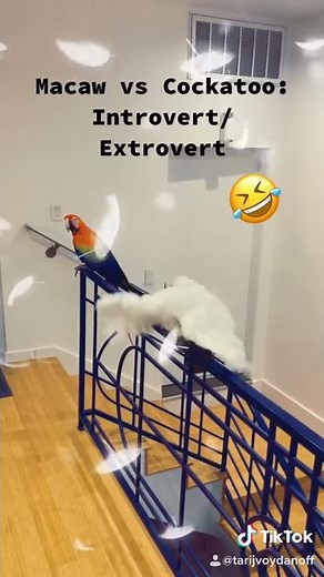 Macaw vs. Cockatoo: Introvert vs. Extrovert