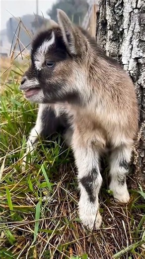 Cute Lambs Calling Out – You Have to Hear This! 🐑💕