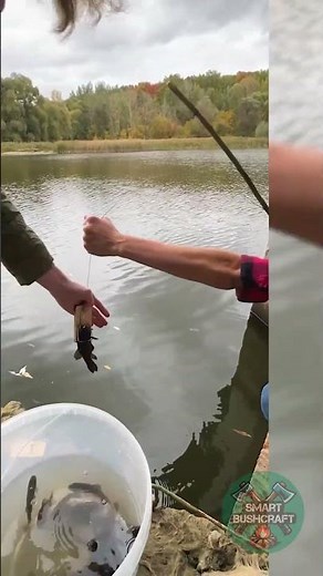 Catching Fish With Mousetrap 😅 Unusual Camping Activity