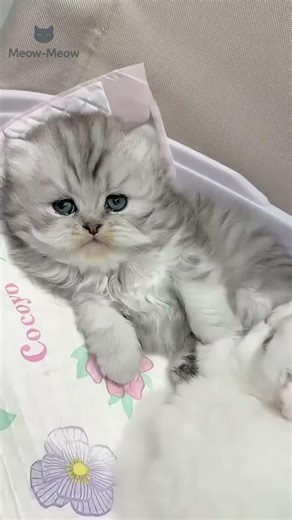 “ku Nonton Ini Tengah Malam dan Nggak Bisa Berhenti Ketawa